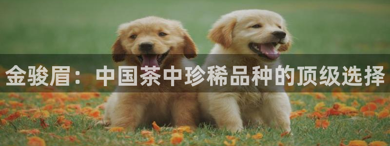 龙八国际手游