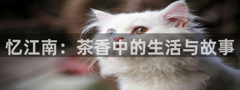 龙八国际服官网