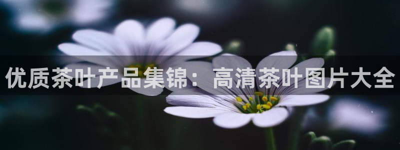 龙八国际软件下载