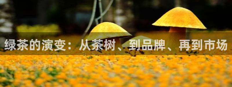 龙八国际游乐城