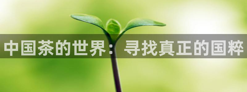 龙八国际手机下载安装