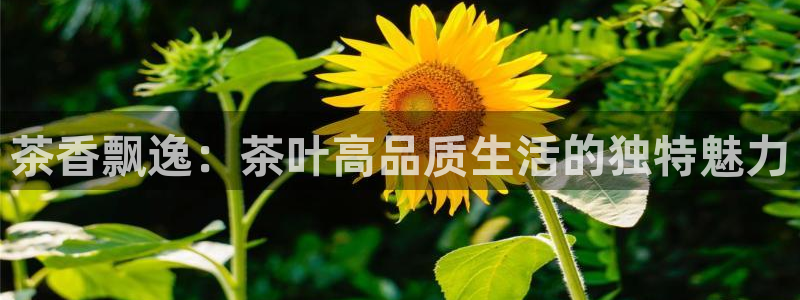 龙八国际黑钱