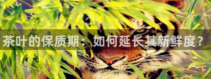 龙八国际相似的平台