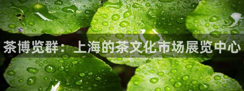 龙八国际long8