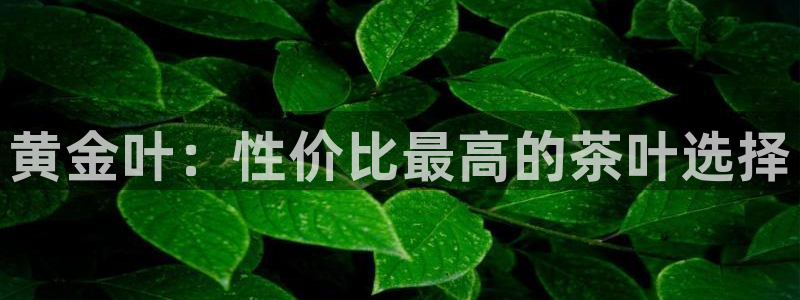 龙八国际app客户端下载手机版