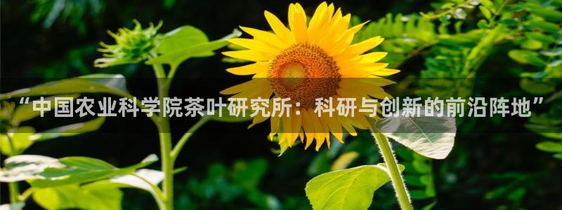 龙八国际网址是多少