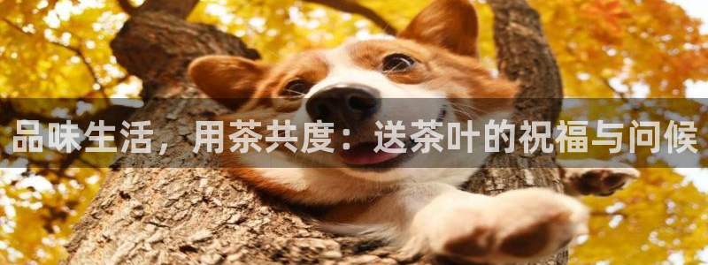 龙八国际娱乐 pt