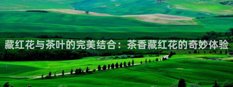 龙八国际头号玩家