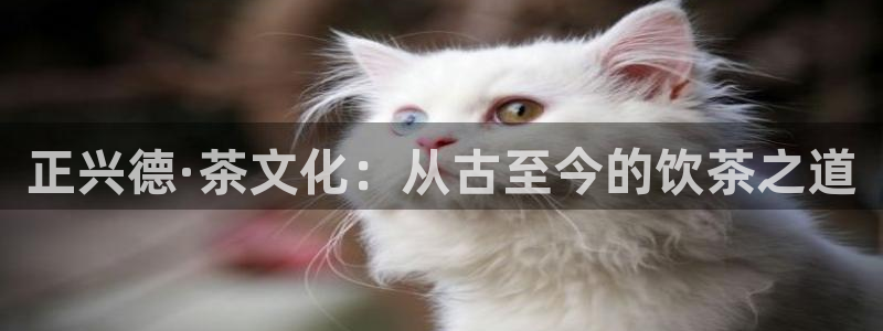 手机版龙八国际