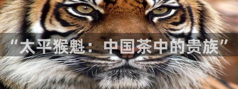 龙八国际游戏视频