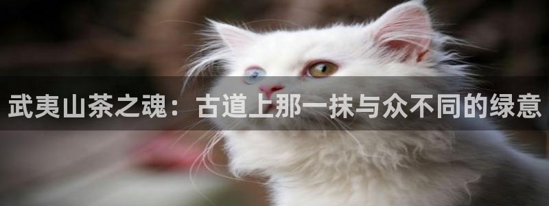 龙八国际官网入口