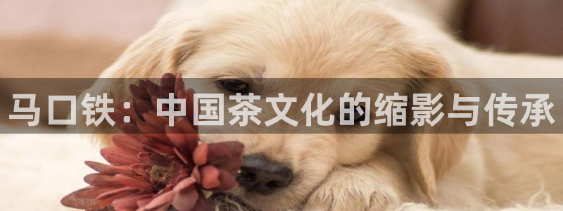 龙八国际苹果下载